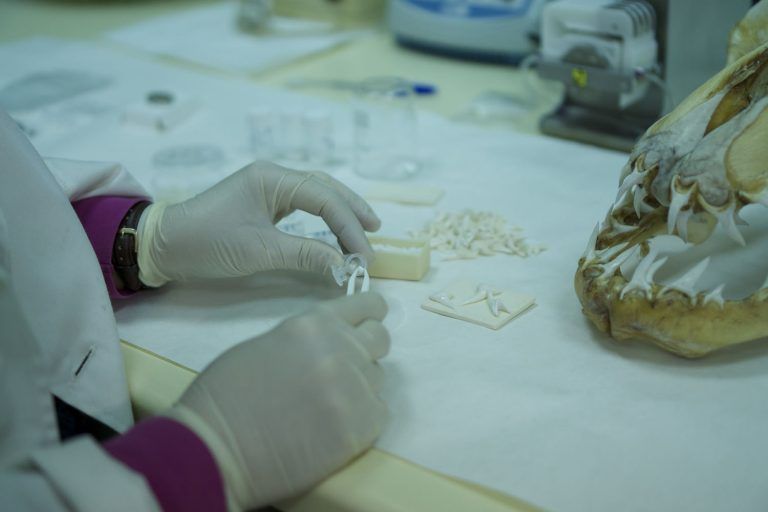 Una investigación de la UVigo usará dientes de tiburón para reconstruir huesos