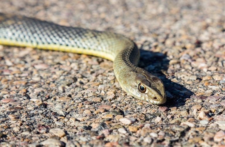 La Policía Local atiende un aviso por avistamiento de serpiente en Coruxo