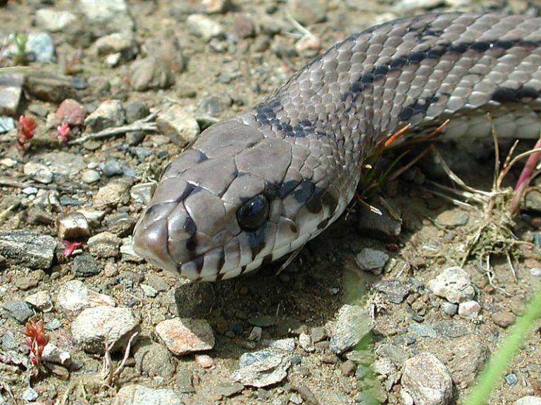Dos nuevos casos de serpiente escalera rescatadas por la Policía Local de Vigo