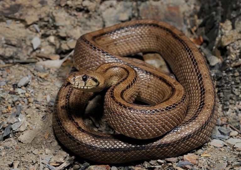 Recuperada una serpiente escalera en un domicilio de Coruxo