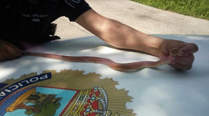 serpiente-san-andres-min