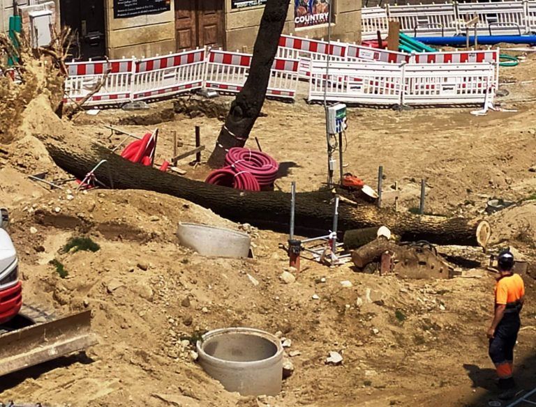 Marea de Vigo solicita al Gobierno local el informe completo sobre la caída de dos cedros en Ronda de don Bosco
