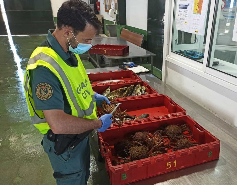 La Guardia Civil incauta en Baiona 33 kilos de centolla y pescado extraídos ilegalmente