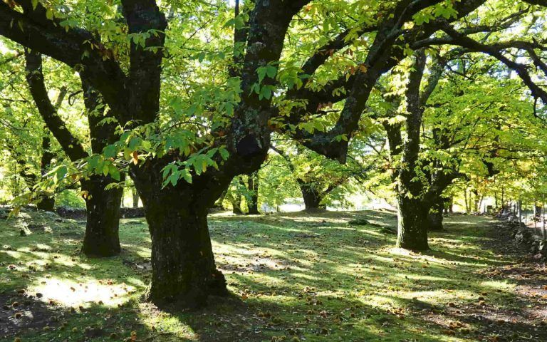 Concello y comuneros plantaron este año 1.000 castaños en los montes de Vigo