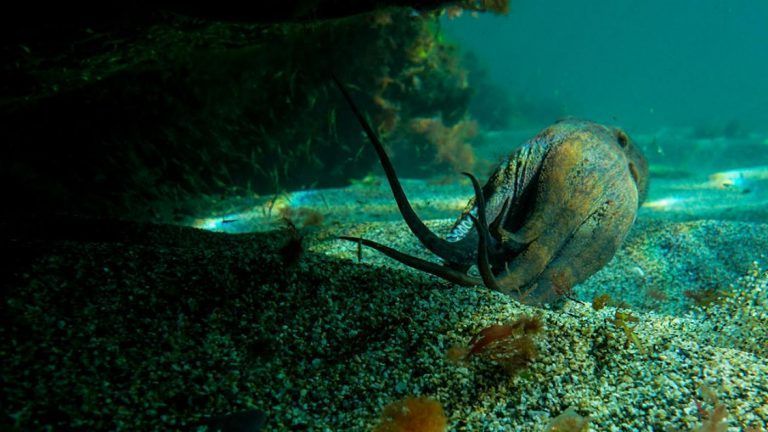 O concurso de fotografía e debuxo Océanos que Unen xa ten gañadores