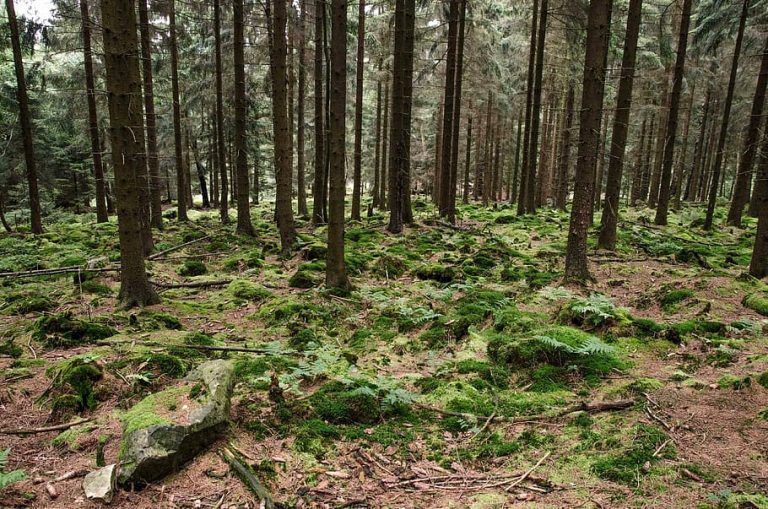 Galicia suma 180.000 hectáreas de superficie forestal sostenible