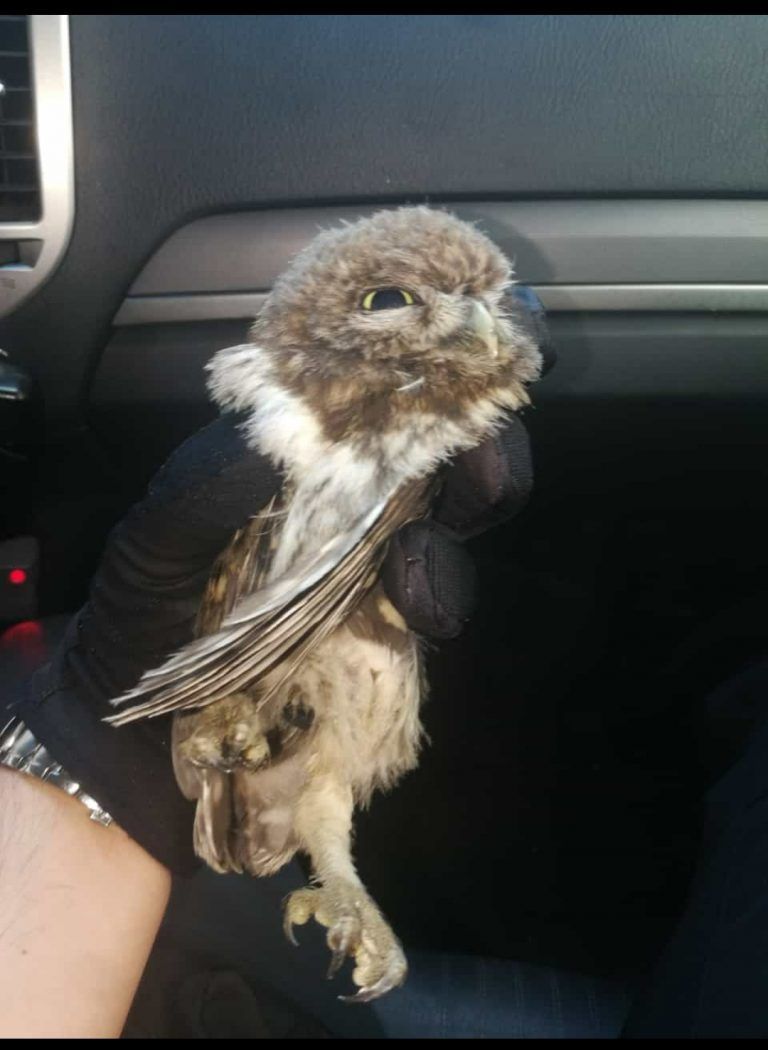 Liberado un ejemplar de búho en un domicilio de Travesía de Vigo