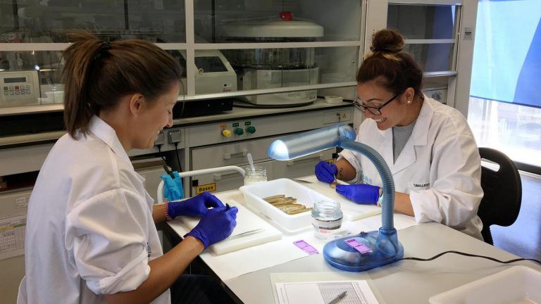 Investigadoras da UVigo analizan os parámetros biolóxicos e achegan ferramentas de xestión da navalla e cogombro de mar