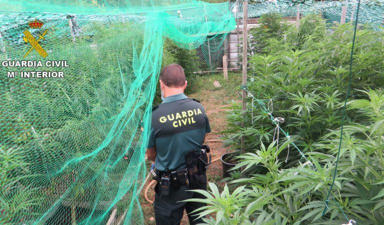 Detenido un joven en Barro por cultivar marihuana en una finca de su propiedad