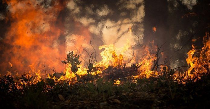 Incendio forestal