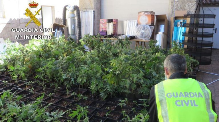 La Guardia Civil halla 790 plantas de marihuana en una nave de Rodeiro