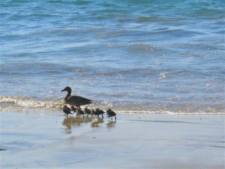 Ecoloxistas en Acción Vigo solicita a protección urxente do ecosistema natural praia-duna da Calzoa e Xunqueira do Lagares