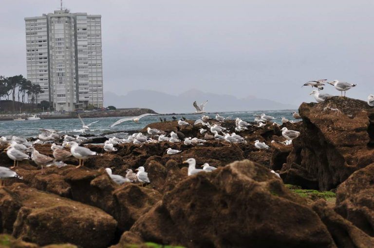 La Comisión del Parlamento Europeo estudiará los daños en A Calzoa tras su designación como playa canina