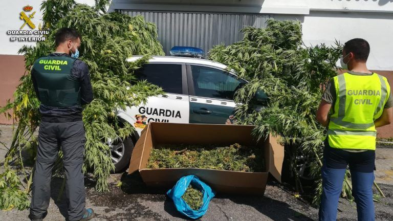 La Guardia Civil desmantela una plantación de marihuana en Salceda de Caselas