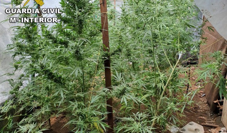 Desmantelan dos plantaciones de marihuana en As Neves y Salvaterra