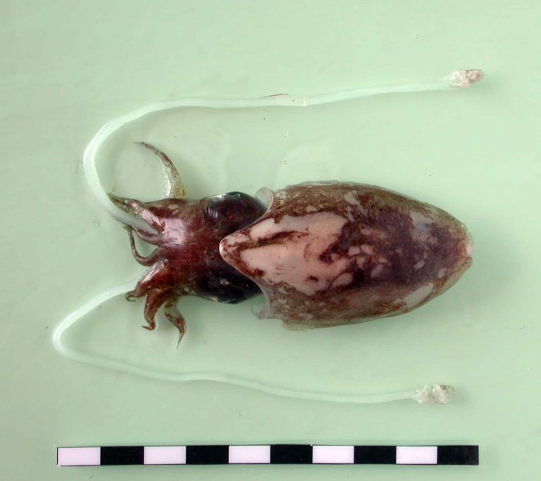 Investigadores del IEO y la UVigo publican un catálogo de cefalópodos de la costa noroccidental africana