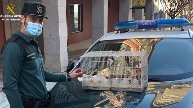 Detienen a un vecino de Moaña por el robo de varios pájaros valorados en más de 3.500 euros