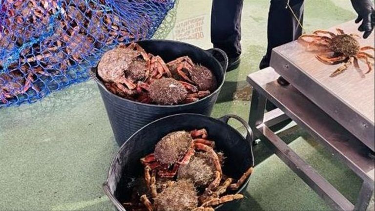 Interceptado en Nigrán un vehículo con 52 kilos de centollas ilegales