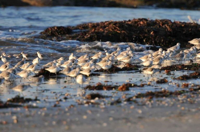 Últimas plazas para la ruta ornitológica por San Simón del programa Voando nas Rías Baixas