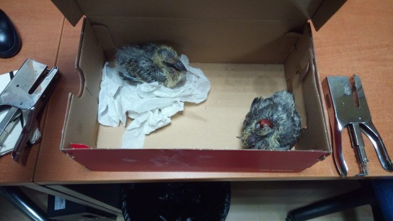 Rescatadas varias crías de aves en Gran Vía y Camino Frían