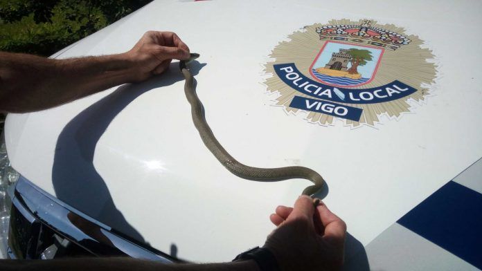 serpiente-1