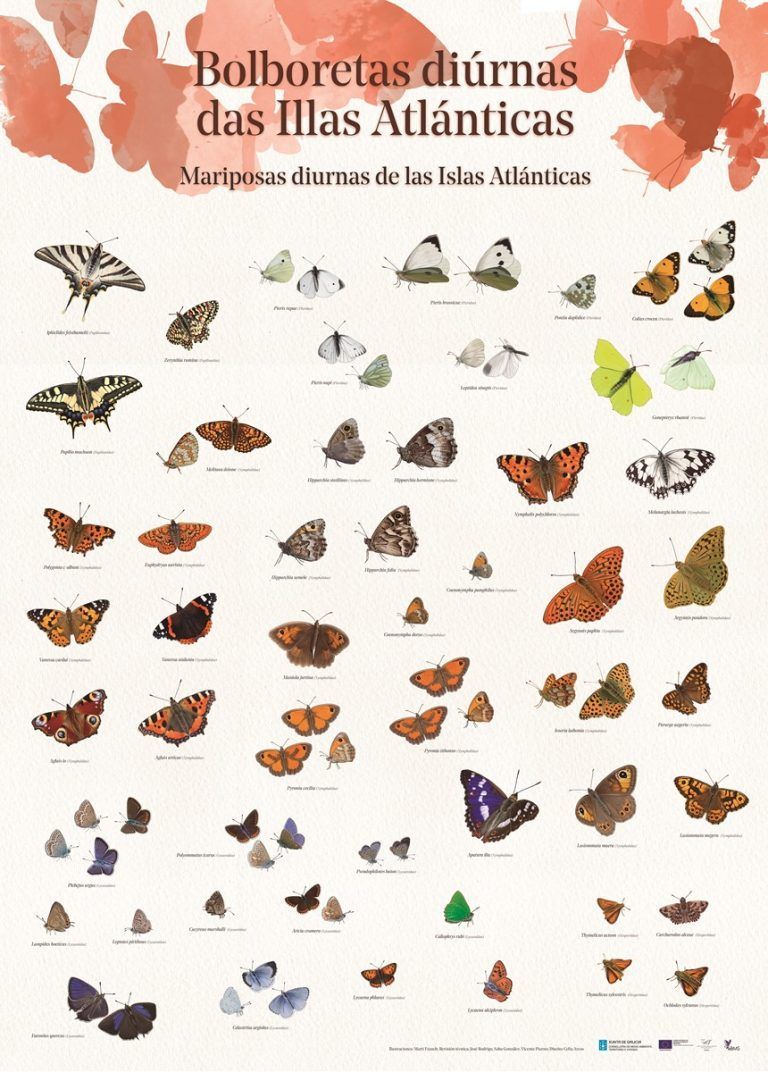 El Parque Nacional das Illas Atlánticas lanza una campaña para dar a conocer la importancia y variedad de sus mariposas