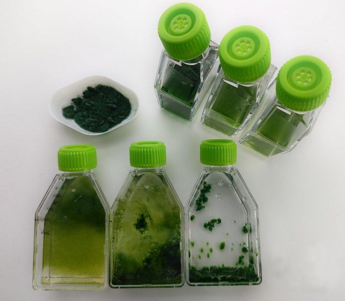 microalgas-inexploradas-scaled