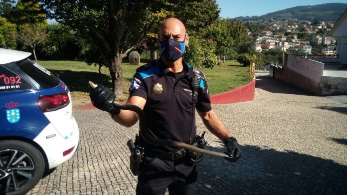 policia-local-serpiente