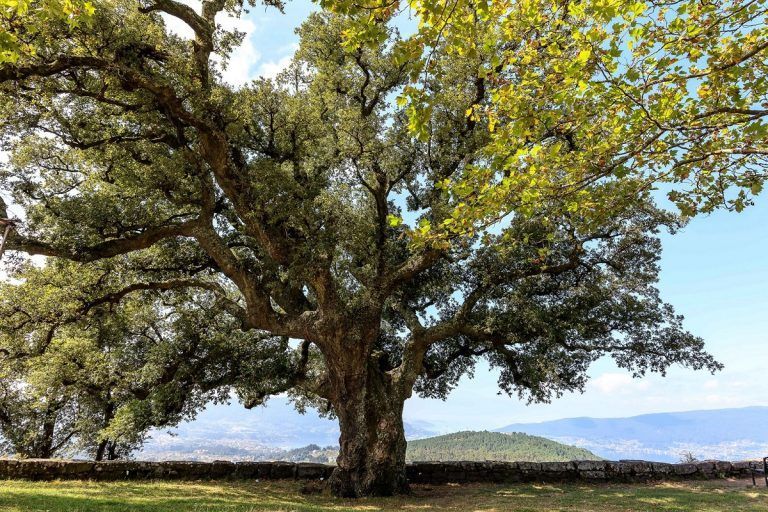 La Xunta incorpora al Catálogo de Árboles Singulares un alcornoque de Redondela y un castaño de Lugo