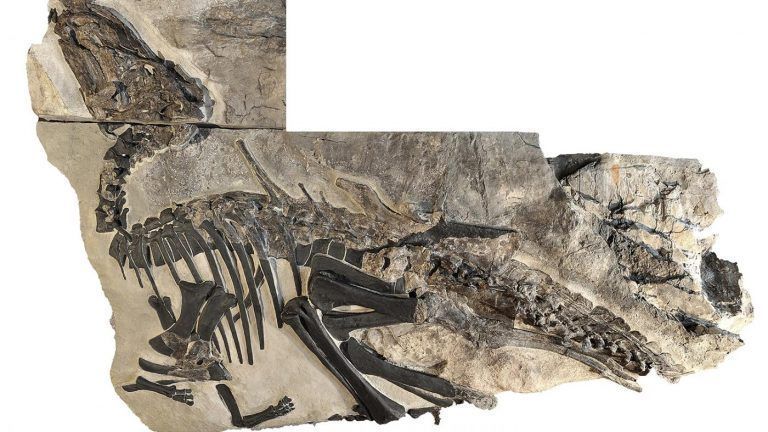 O achado de novos restos de dinosauros en Italia permite a un equipo internacional, liderado pola UVigo, reescribir a xeografía do Mediterráneo hai 80 millóns de anos