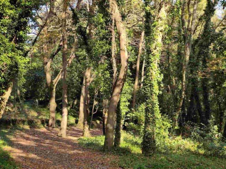 A Deputación esgota en menos dunha hora todas as prazas para participar nas últimas rutas do programa provincial +Bosques do 2025