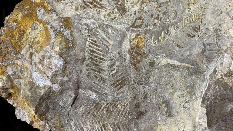 Investigadores da UVigo lideran un estudo que identifica por vez primeira na península ibérica a presenza de dúas familias de libélulas do Xurásico-Cretácico