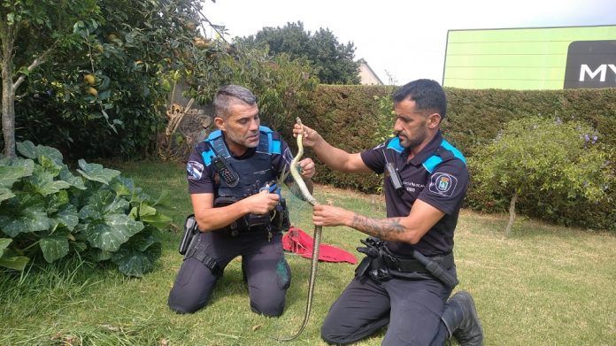 foto culebra bastarda