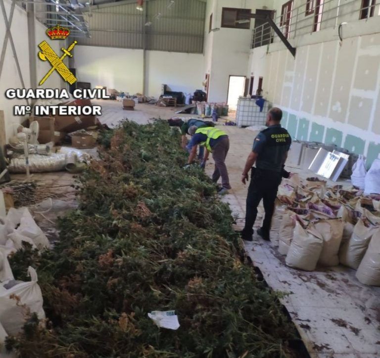 La Guardia Civil detiene en Mos a tres vecinos que sumaban más de 600 plantas en una plantación de marihuana