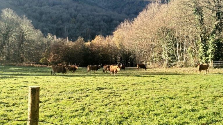 Herido un ganadero al darle una coz una vaca en Silleda