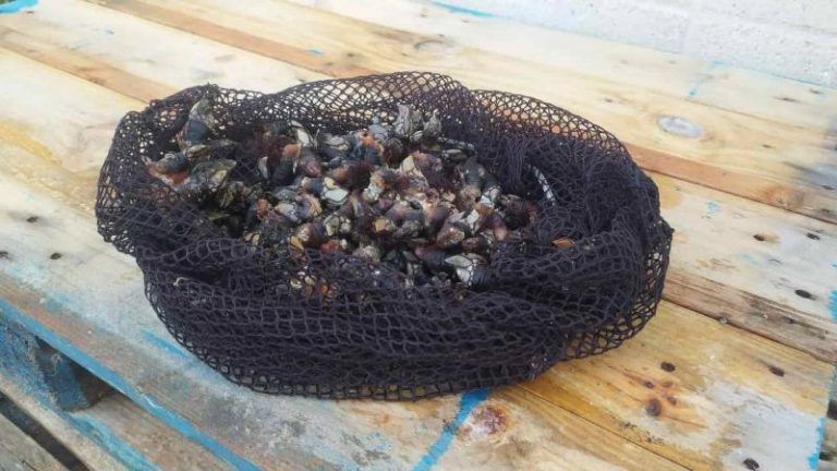 Interceptado en Vigo un furtivo reincidente con casi 3 kilos de percebes