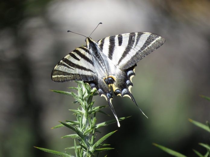 230108 BOLBORETA Iphiclides feisthamelii-min
