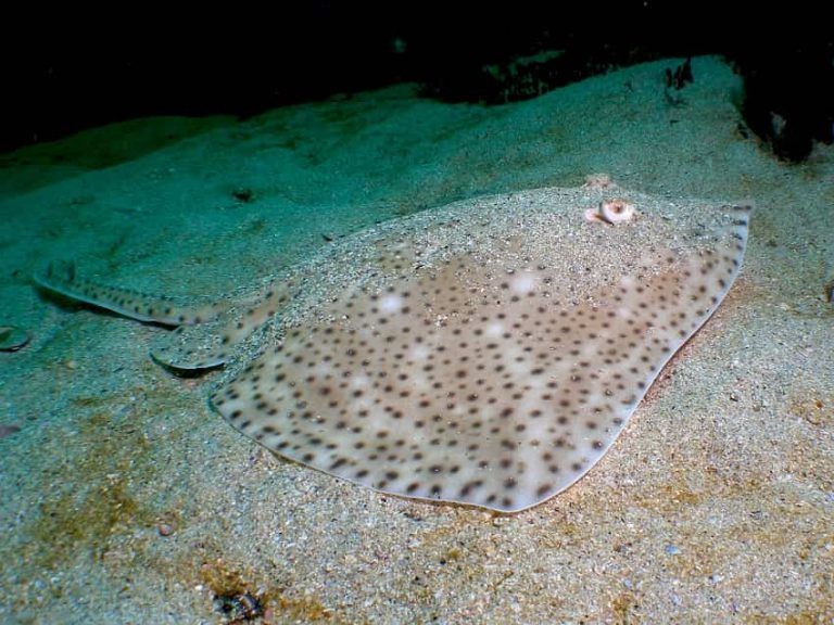 El CSIC inicia el proyecto “CONECTE” en las Islas Atlánticas de Galicia