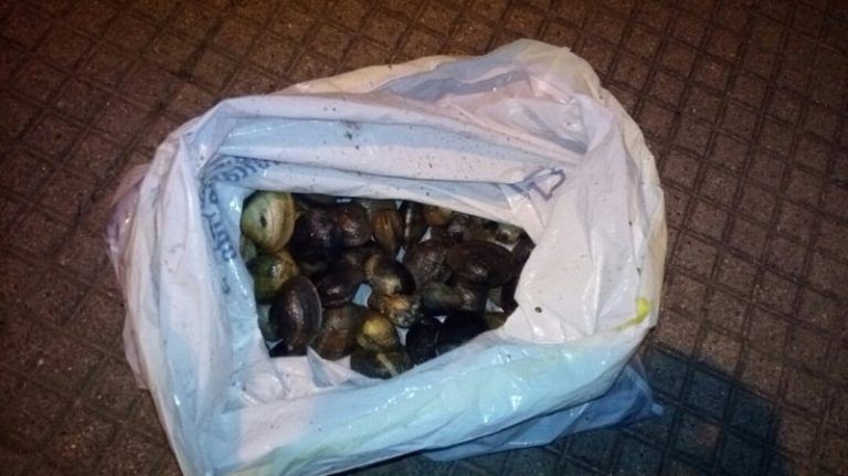 Detenido con dos kilos de almejas extraída de la playa de A Punta en Teis de modo ilegal