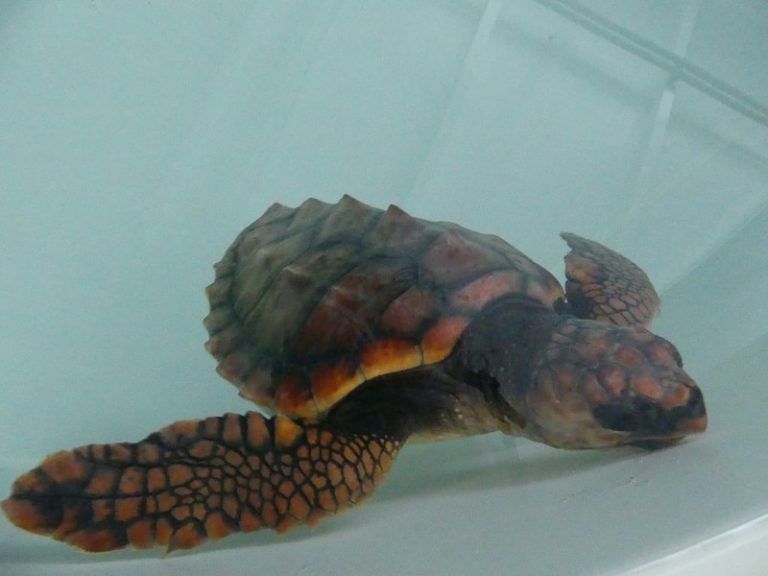El Instituto Galego de Formación en Acuicultura acoge a la vez tres tortugas y un lobo marino para su recuperación antes de volver a su medio natural