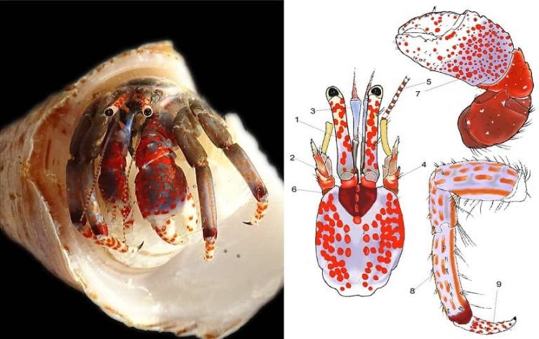 Una nueva herramienta permite identificar especies de cangrejoermitaño en base a patrones de color