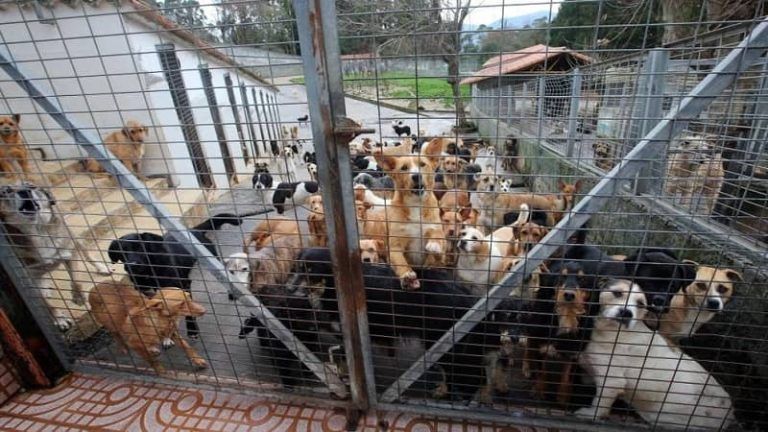 El BNG exige transparencia en el refugio de animales de A Madroa tras denuncias de sacrificios injustificados