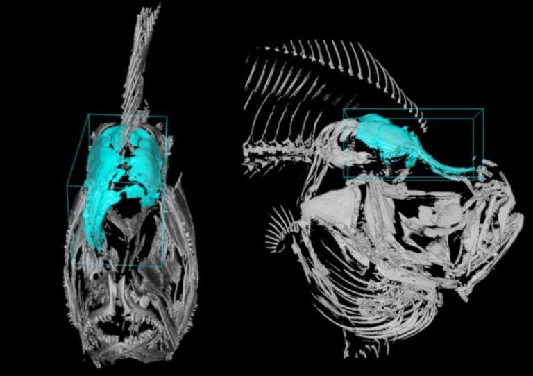 El CSIC crea un mapa interactivo que muestra cómo se organiza espacialmente el ADN del rodaballo para darle esa forma aplanada