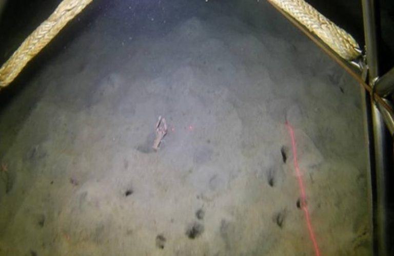 El IEO estudia la abundancia de cigala en Galicia con tecnología de imagen submarina