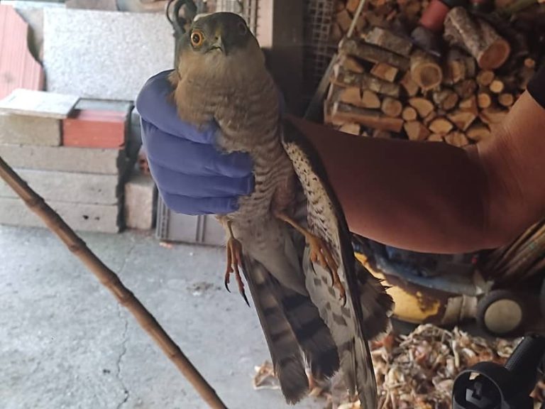 La Policía Local rescata un gavilán con un ala rota en la finca de un vecino de Vigo