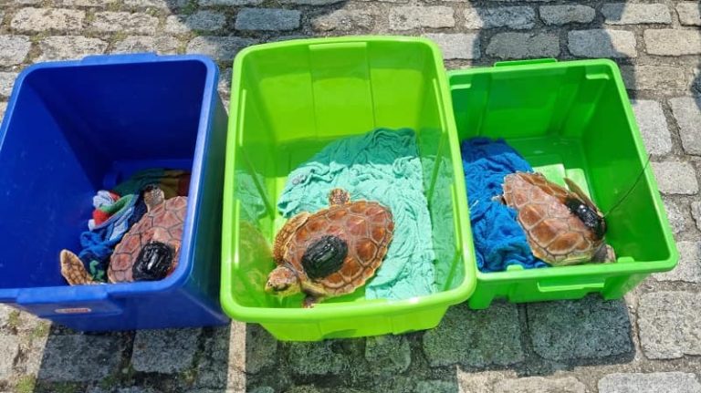 Las tortugas Ferdylan, Geno y Cicliña vuelven a su medio natural tras su recuperación en el Instituto Gallego de Formación en Acuicultura