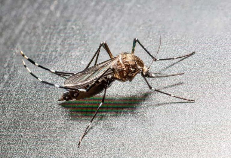 El mosquito tigre ya está en Vigo