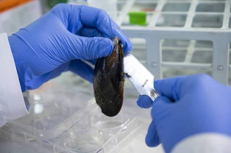 Un proyecto gallego estudiará cómo se adapta el mejillón al cambio climático y a la contaminación