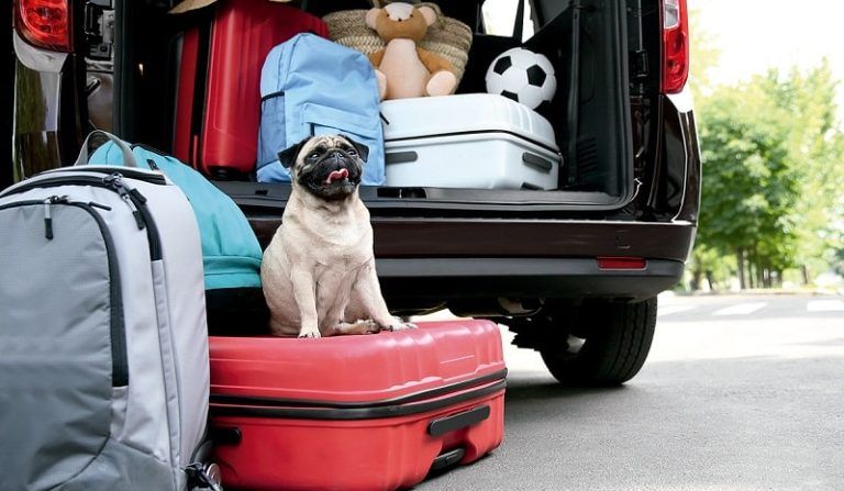 Mascotas en el coche: la familia… y uno más