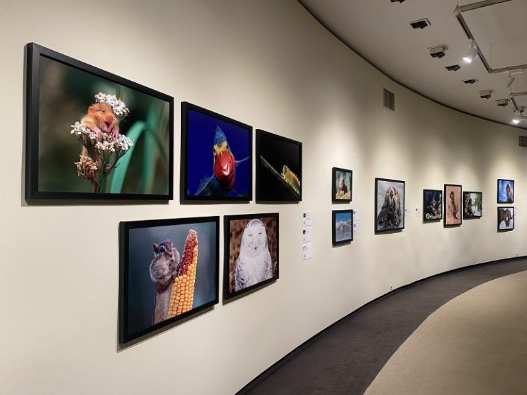 Afundación expone en Vigo las mejores fotografías de animales en clave de humor de los últimos años